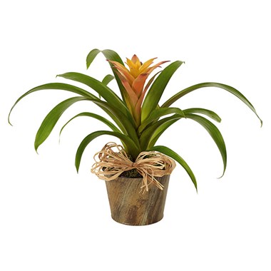 Woodland Bromeliad Plant
